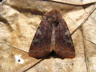 Cerastis (Cerastis) leucographa