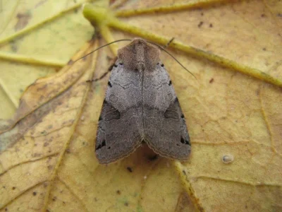 Agrochola (Anchoscelis) litura