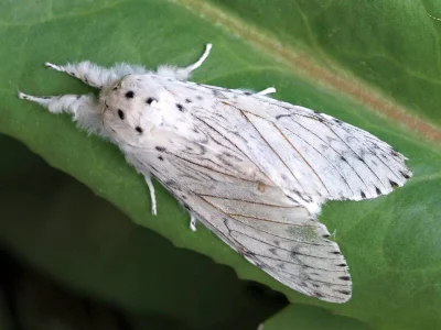 Cerura (Apocerura) erminea