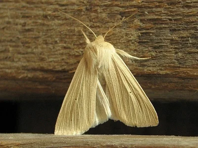 Mythimna (Mythimna) pallens