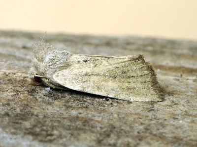 Photedes fluxa