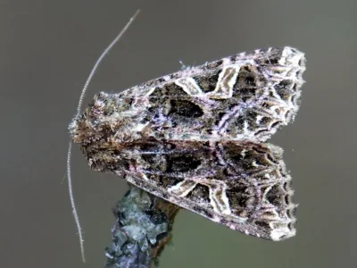 Sideridis (Aneda) rivularis