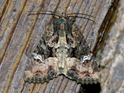 Apamea (Apamea) remissa