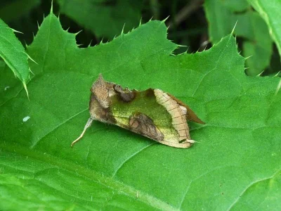 Diachrysia chrysitis
