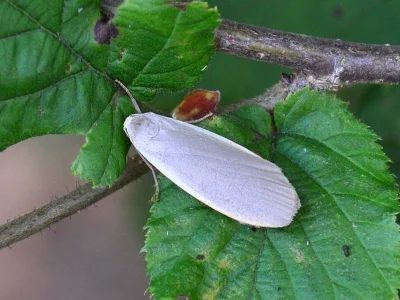 Eilema (Collita) griseola