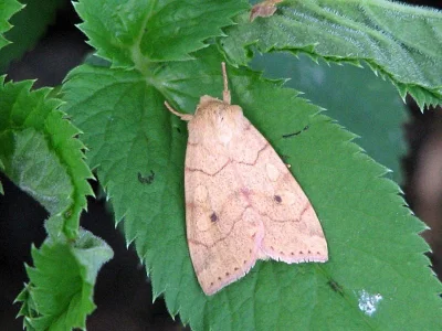 Enargia paleacea