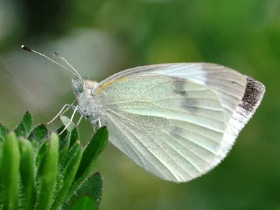 Pieris (Artogeia) rapae