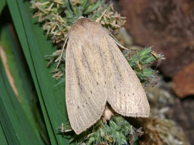 Rhizedra lutosa