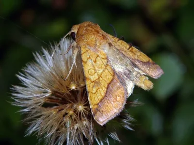 Pyrrhia umbra