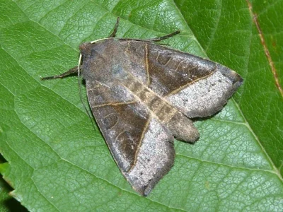 Mesogona oxalina