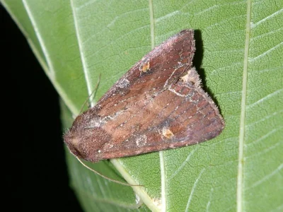 Lacanobia (Diataraxia) oleracea