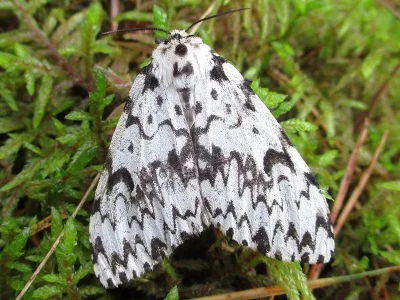 Lymantria (Lymantria) monacha