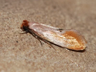 Tinea semifulvella