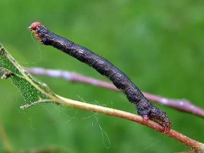 Agriopis aurantiaria