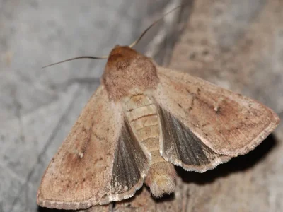 Mythimna (Hyphilare) ferrago