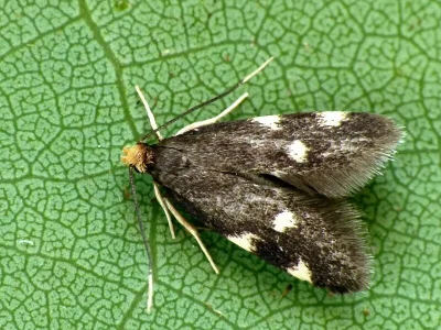 Telechrysis tripuncta