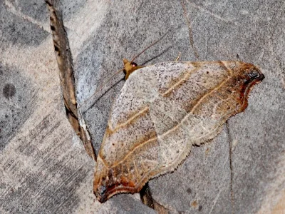 Laspeyria flexula