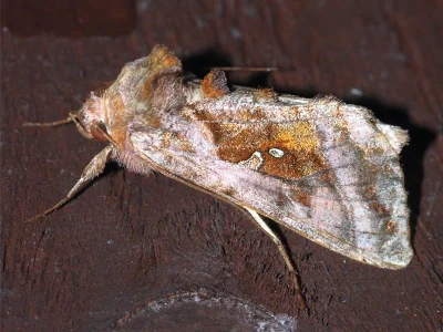 Autographa jota