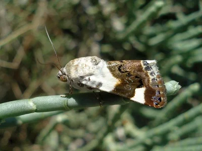 Acontia (Acontia) lucida