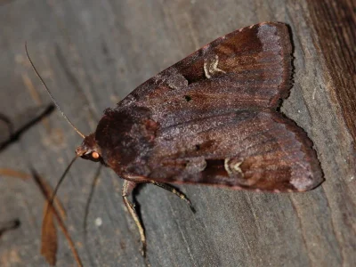 Diarsia brunnea