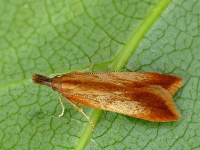 Dichomeris ustalella