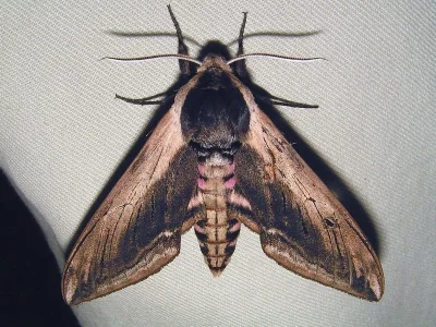 Sphinx ligustri