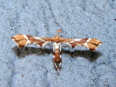 Cnaemidophorus rhododactyla