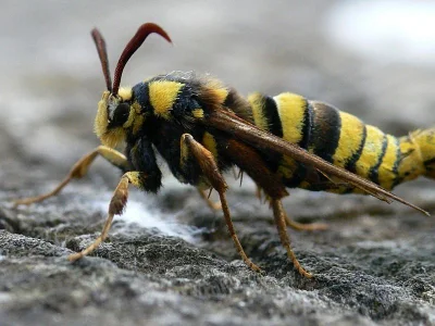 Sesia apiformis
