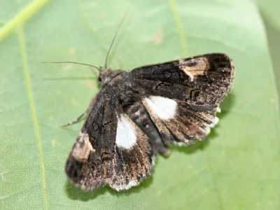 Aedia funesta
