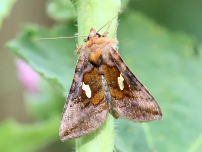 Autographa excelsa