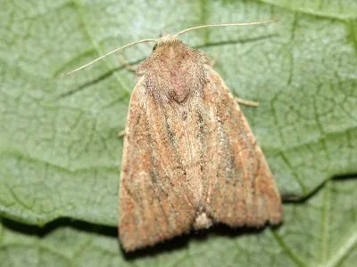 Photedes fluxa