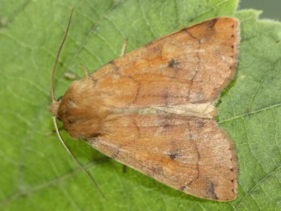 Enargia paleacea