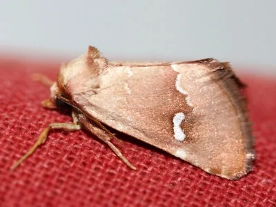 Haemerosia renalis