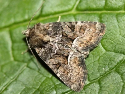 Oligia latruncula