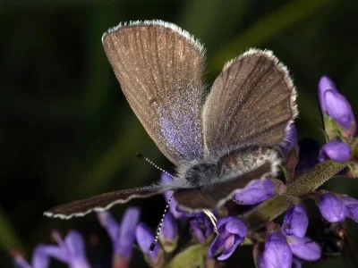 Plebejus (Lycaeides) idas