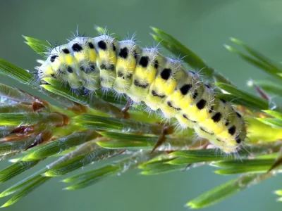 Zygaena (Zygaena) angelicae