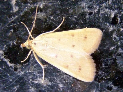 Achyra nudalis