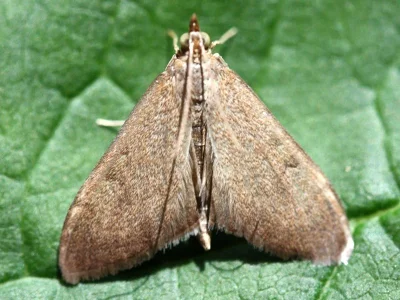 Anania terrealis