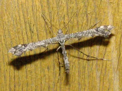 Amblyptilia punctidactyla