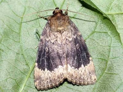 Amphipyra (Amphipyra) perflua