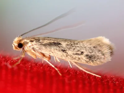 Tinea pallescentella