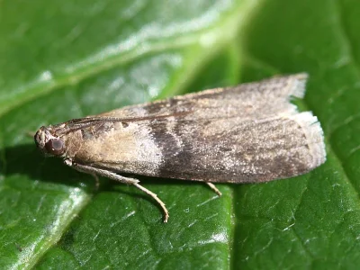 Sciota fumella
