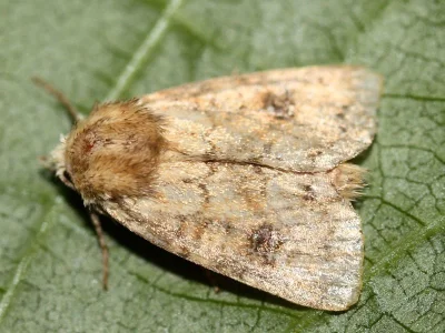 Atypha pulmonaris