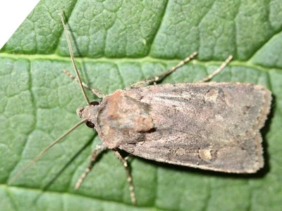 Euxoa (Euxoa) nigricans
