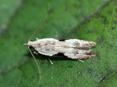 Hypatima rhomboidella
