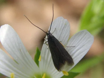 Coleophora lutarea