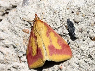 Ostrinia palustralis