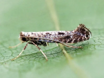 Parornix anglicella