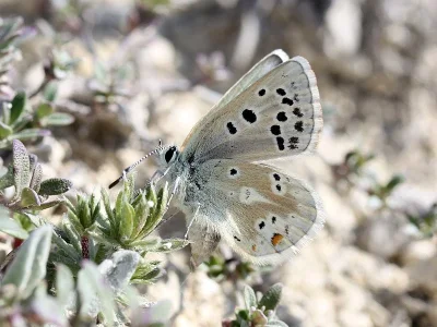 Agriades pyrenaica