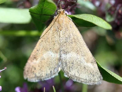 Pyrausta aerealis